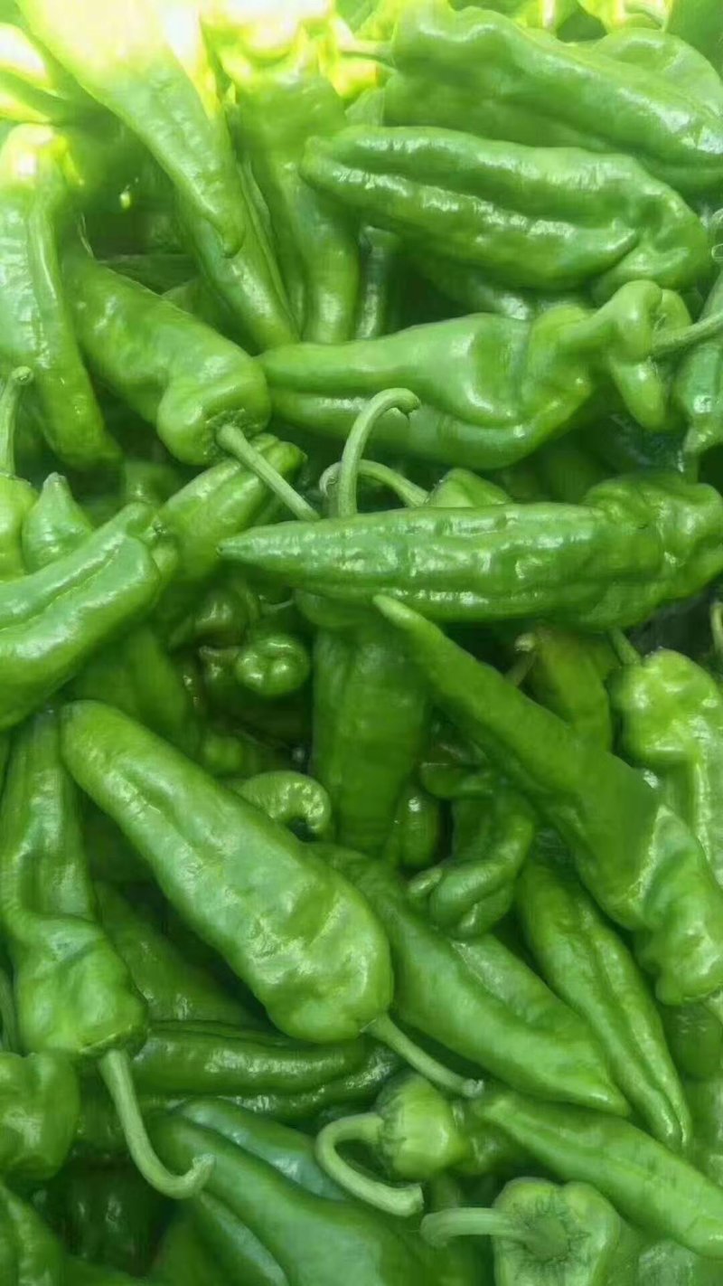 夏邑县辣椒线椒以大量上市了，品种多，质量好。
