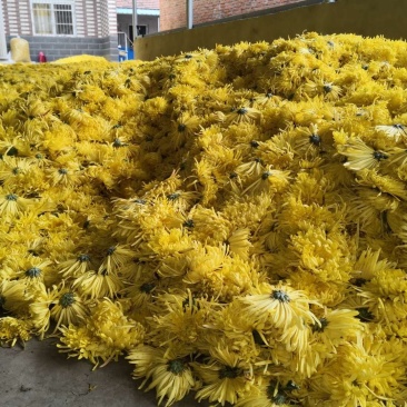 鲜菊花
