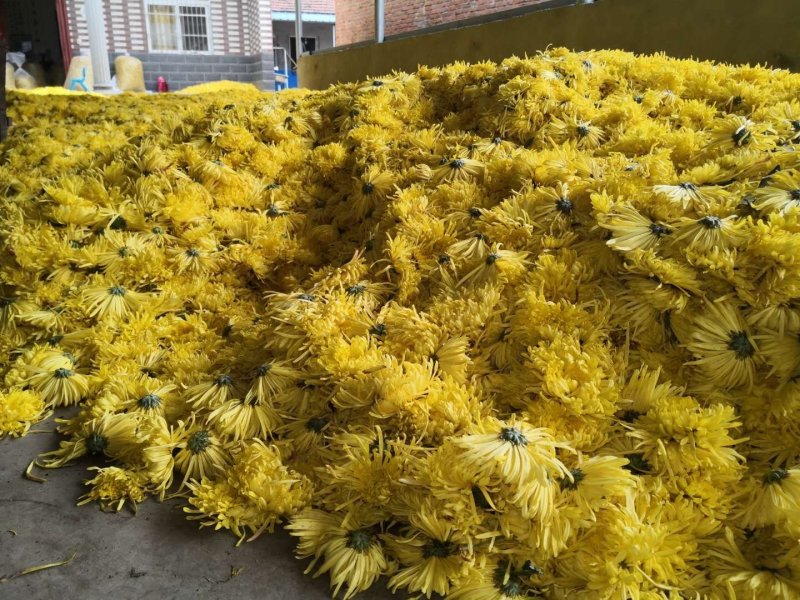 鲜菊花
