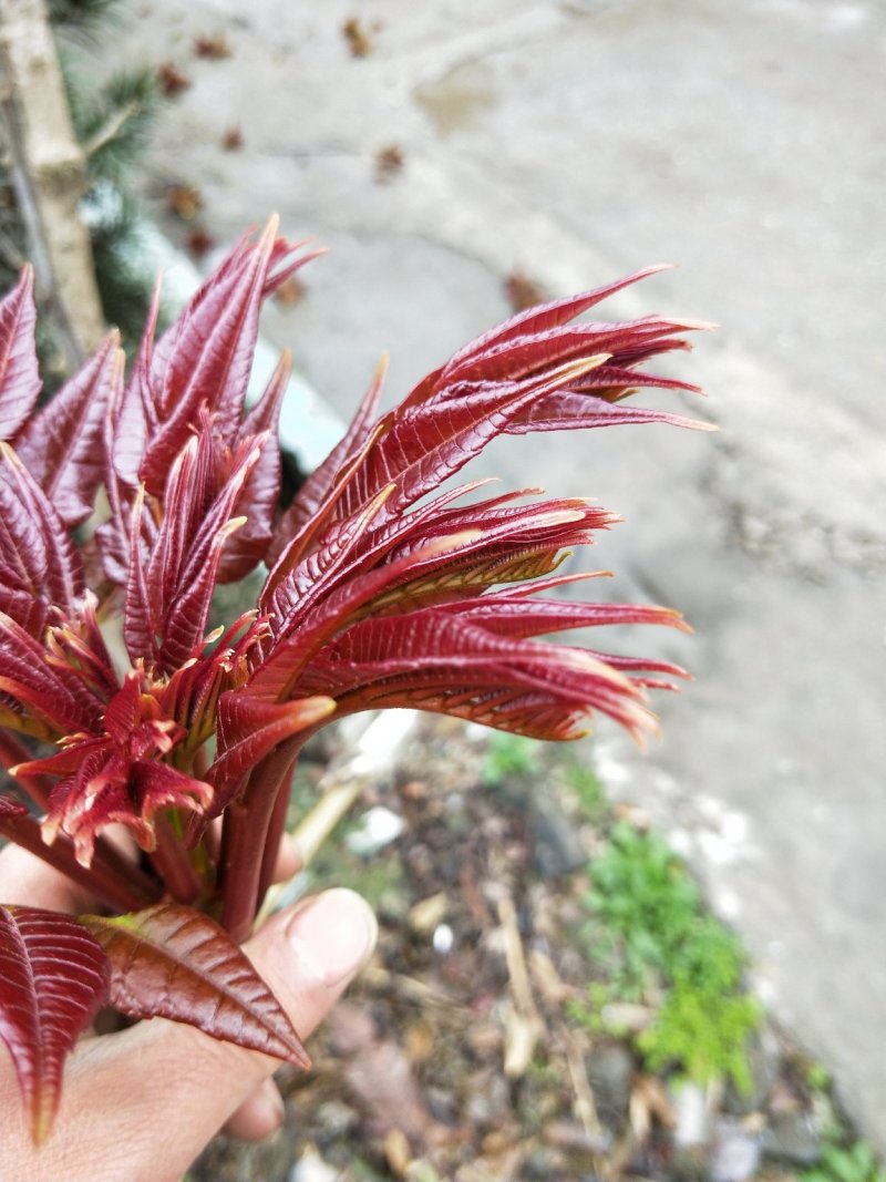 大竹县正宗巴山红香椿苗大量出售
