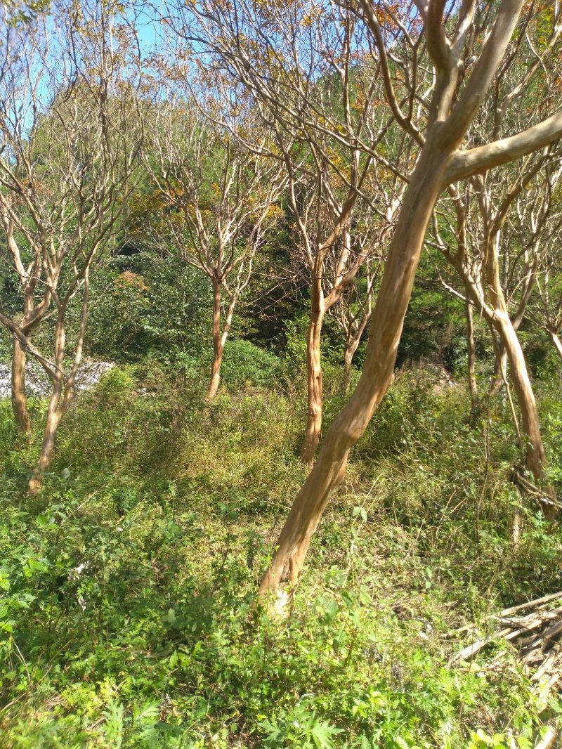 川红小叶紫薇树大树小苗产地直供