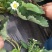 草莓