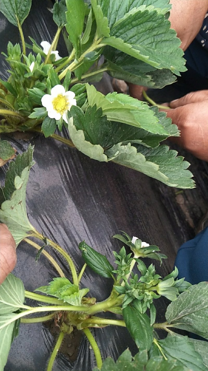草莓