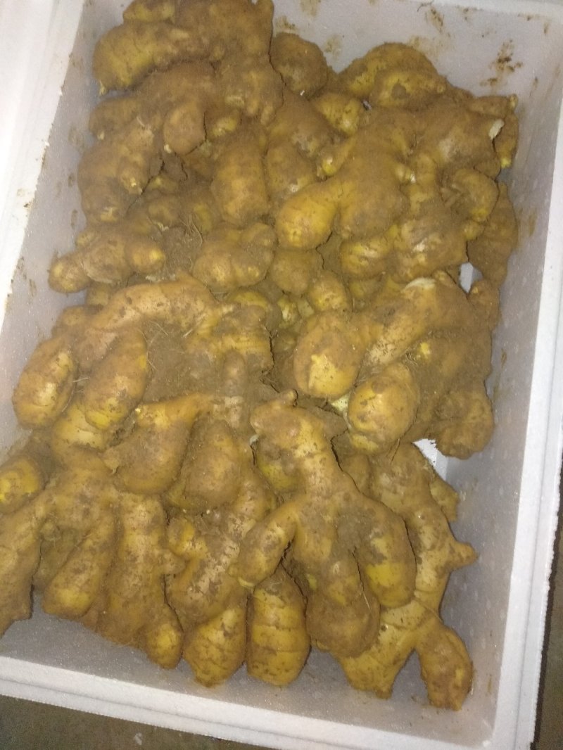山东老姜全国发货，，货源充足，姜窖出姜，质量保证