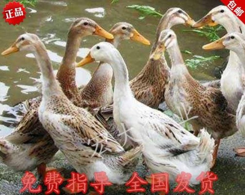 产蛋鸭苗黄鸭高产蛋鸭苗绿壳蛋鸭苗青壳二号江南二号
