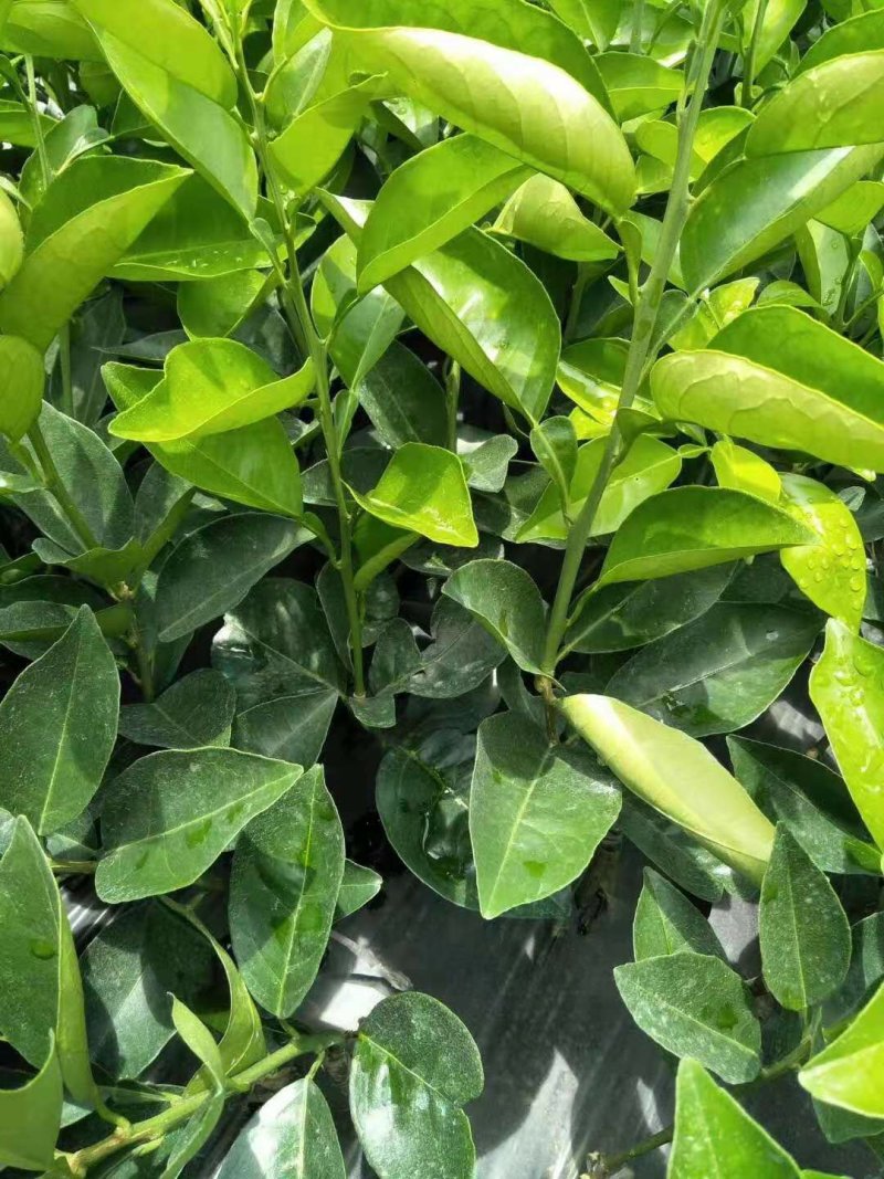 清香蜜桔苗清脆蜜桔青皮蜜橘苗清甜蜜桔苗