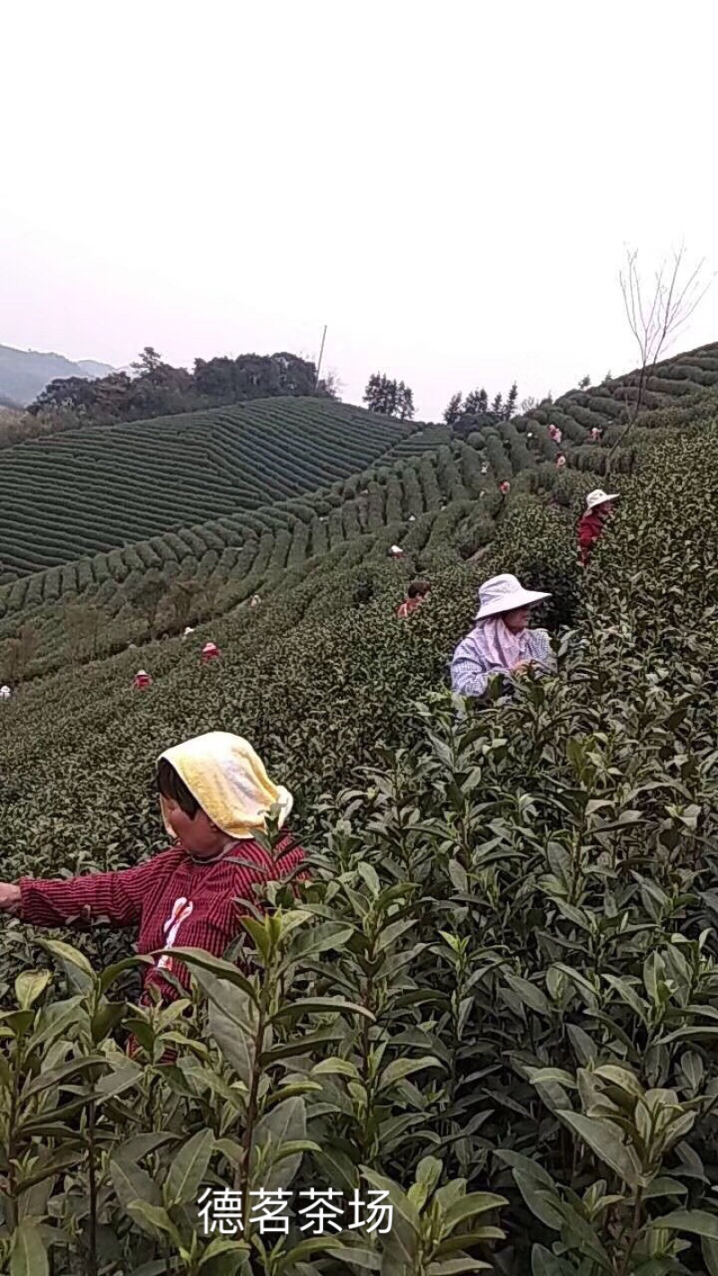 安吉白茶明前头采250克罐装原产地高山茶园直销