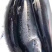 挪威冰鲜三文鱼品质如图