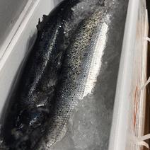 挪威冰鲜三文鱼品质如图