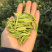 25新茶！冷库清仓！安吉原产地茶农直供高山安吉白茶雨前