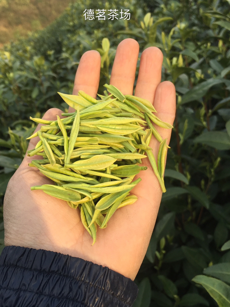 25新茶！冷库清仓！安吉原产地茶农直供高山安吉白茶雨前