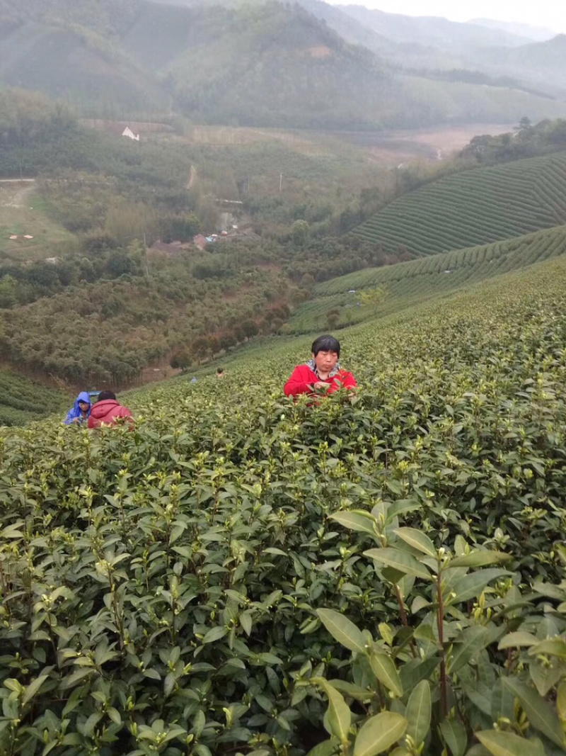 25新茶！冷库清仓！安吉原产地茶农直供高山安吉白茶雨前