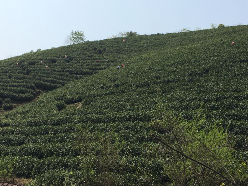 25新茶！冷库清仓！安吉原产地茶农直供高山安吉白茶雨前