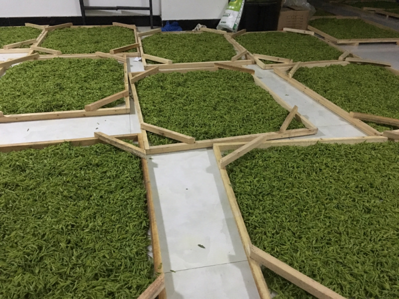 25新茶！冷库清仓！安吉原产地茶农直供高山安吉白茶雨前