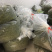 25新茶！冷库清仓！安吉原产地茶农直供高山安吉白茶雨前