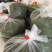 25新茶！冷库清仓！安吉原产地茶农直供高山安吉白茶雨前