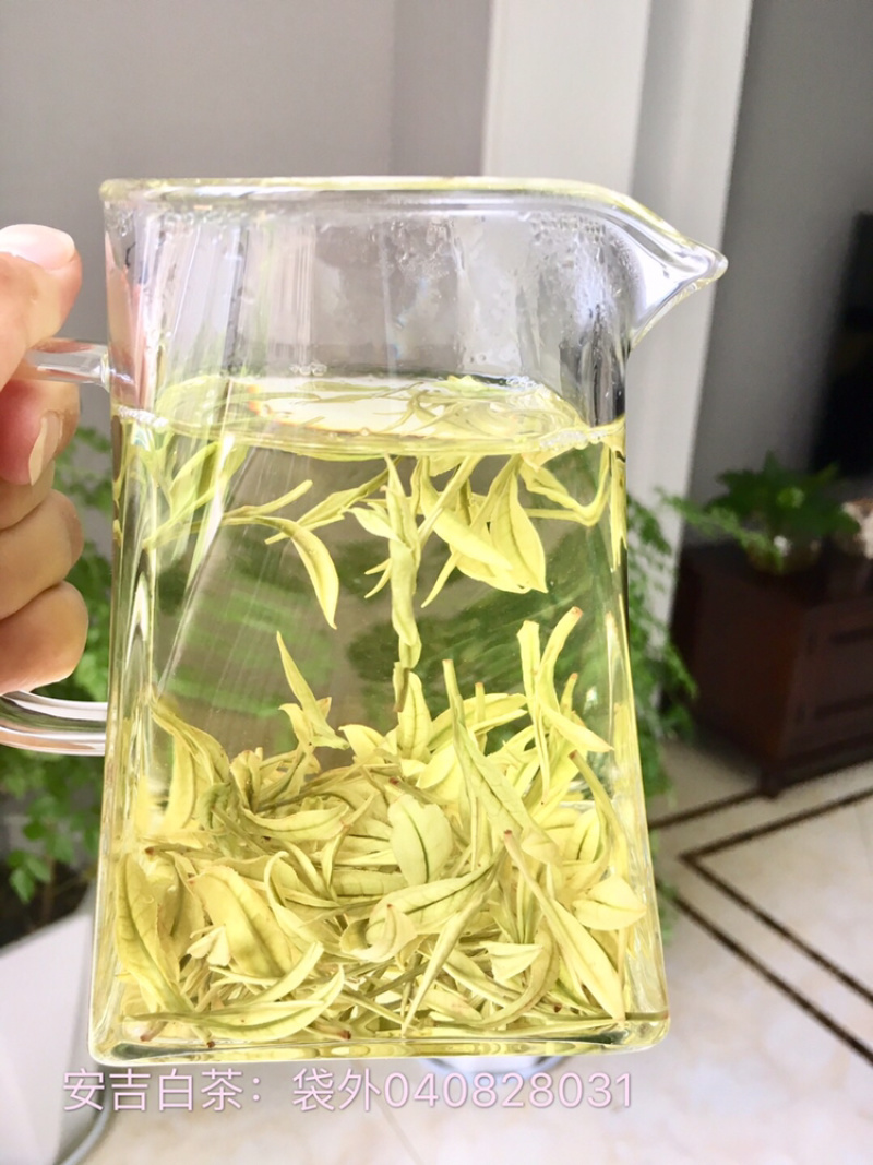 25新茶！冷库清仓！安吉原产地茶农直供高山安吉白茶雨前