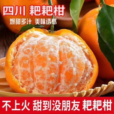 春见柑桔7~7.5cm
