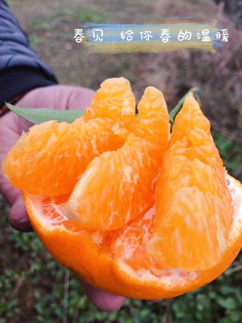 春见柑桔7~7.5cm