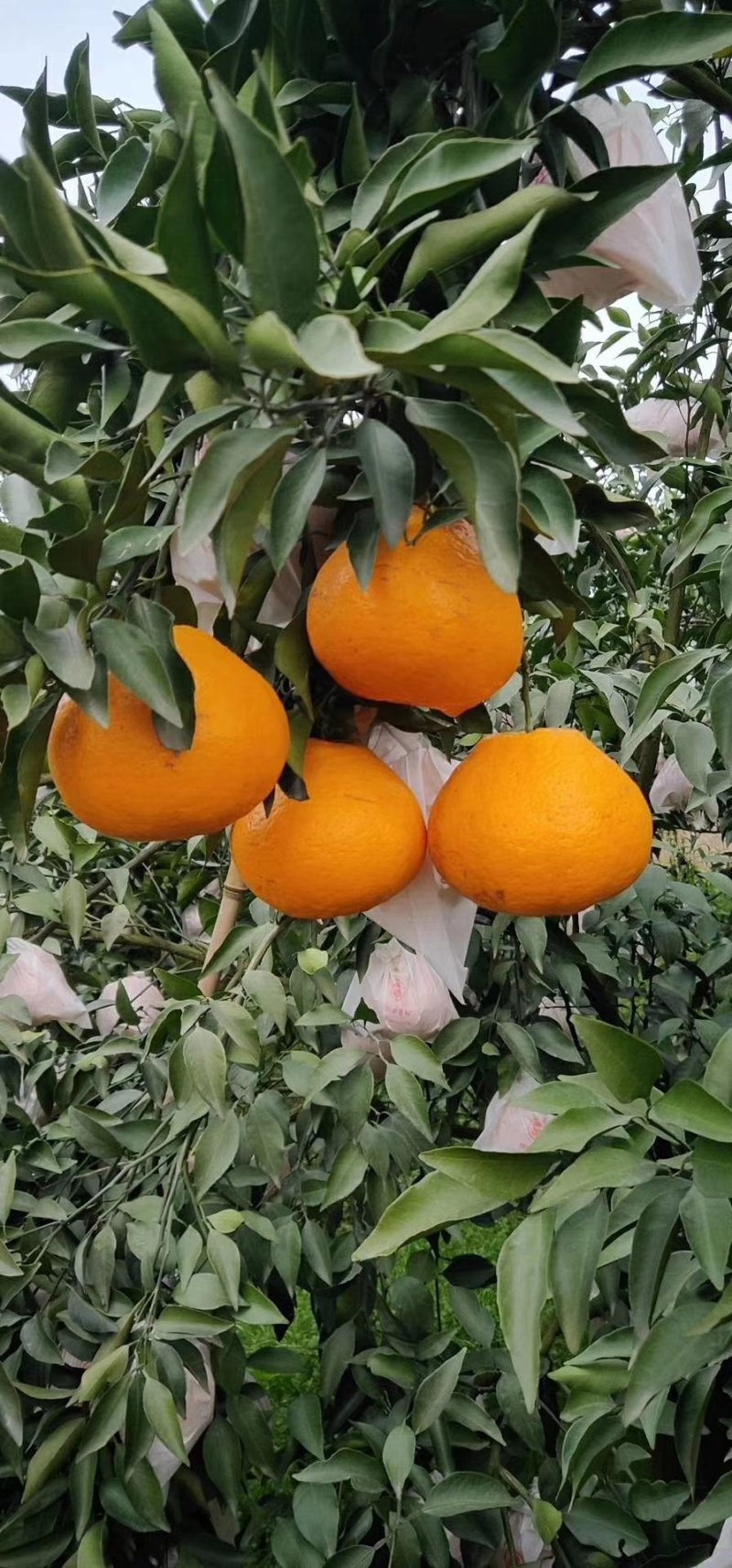 春见柑桔7~7.5cm