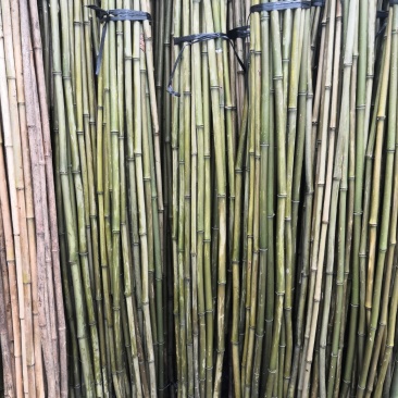 苦竹，水竹