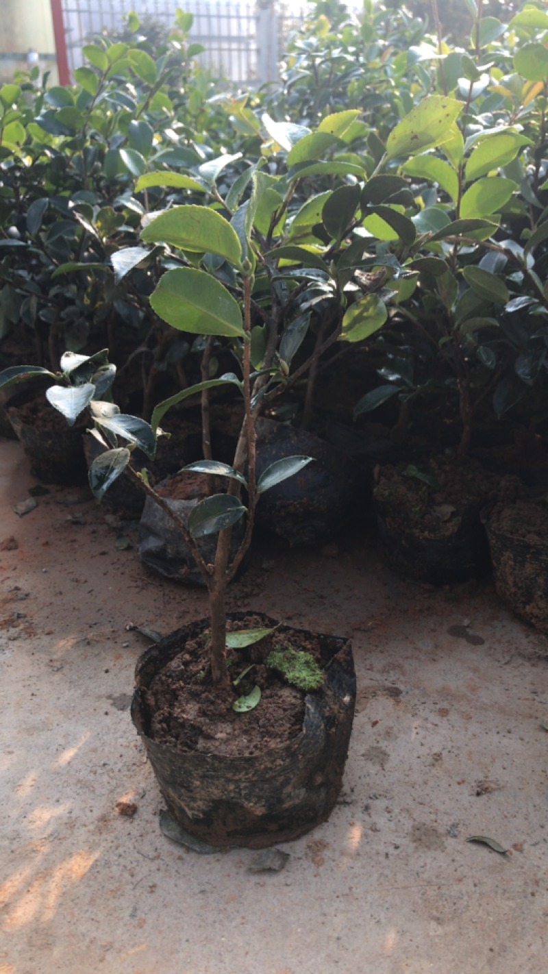 茶花茶花苗免费包邮规格齐全提供发票