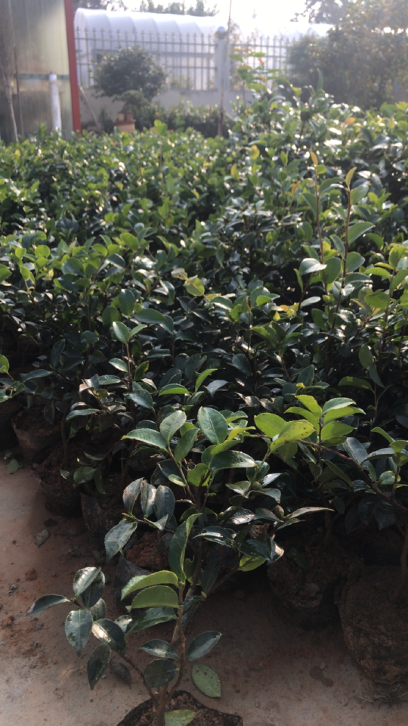 茶花茶花苗免费包邮规格齐全提供发票