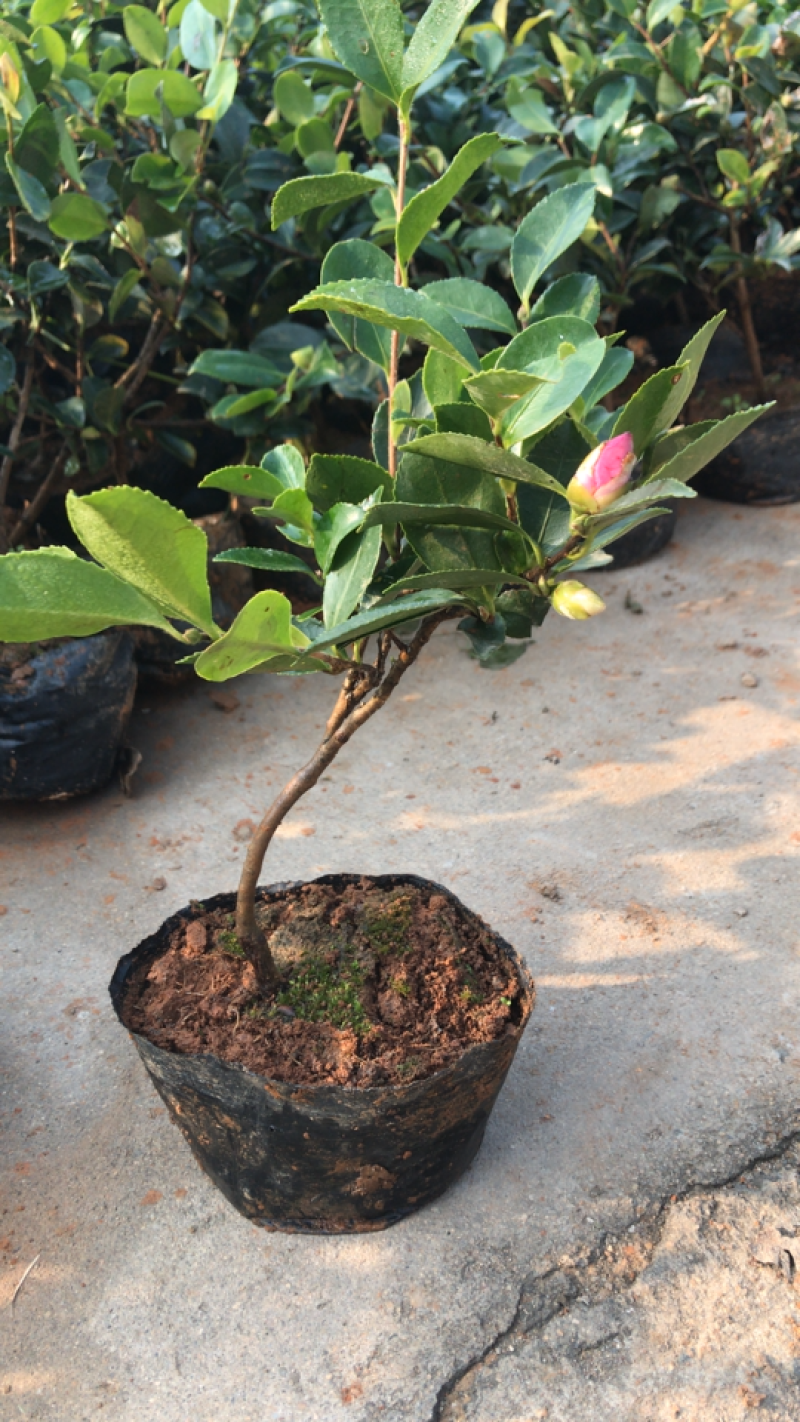 茶花茶花苗免费包邮规格齐全提供发票