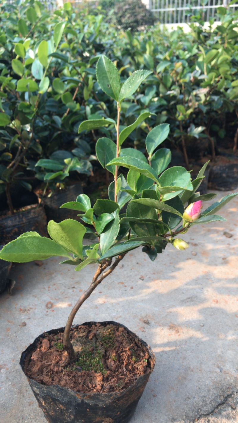 茶花茶花苗免费包邮规格齐全提供发票