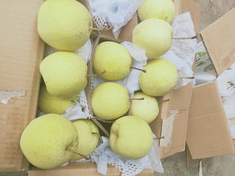 赵县雪花梨一手货源，型号齐全，价格优惠对接商超市场