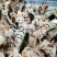 麻鸡苗！出壳苗，脱温苗