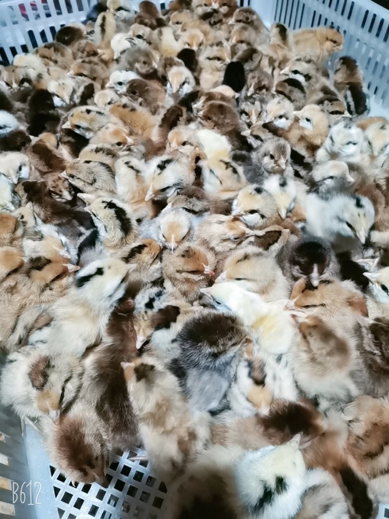 麻鸡苗！出壳苗，脱温苗