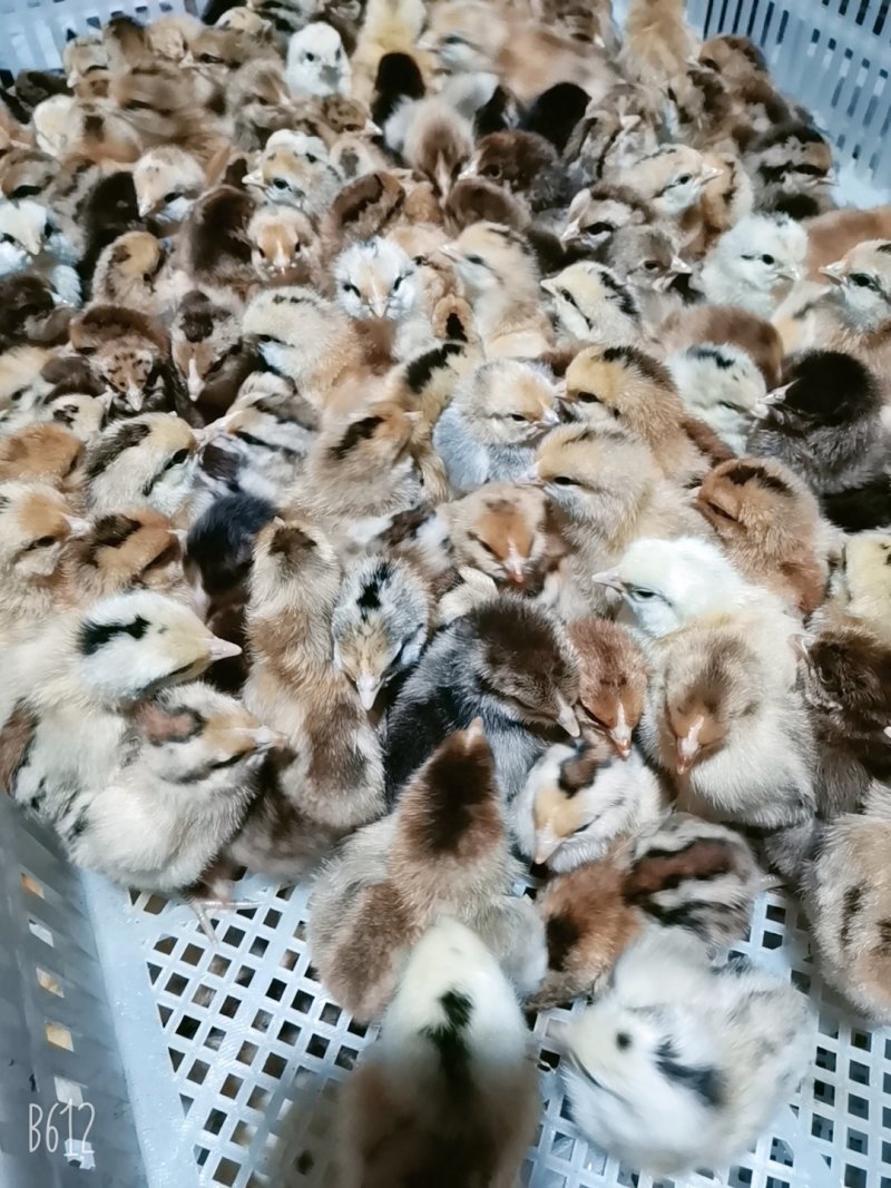麻鸡苗！出壳苗，脱温苗