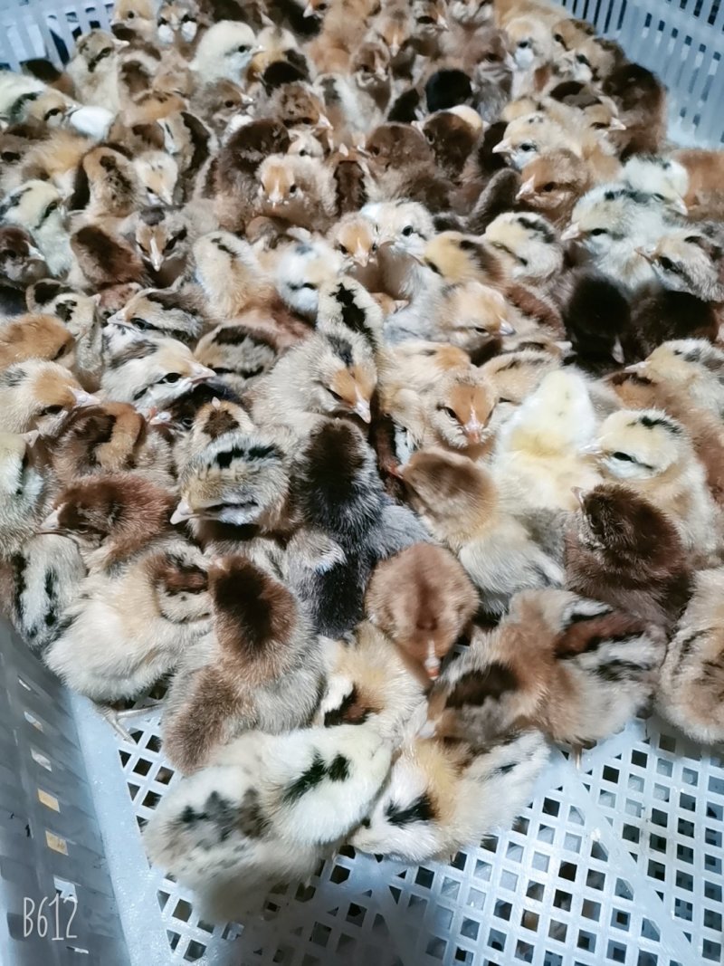 麻鸡苗！出壳苗，脱温苗