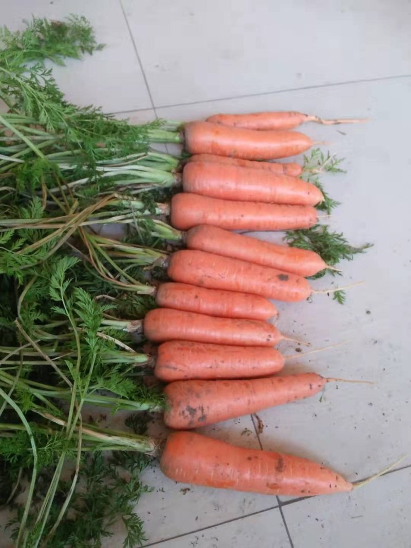 胡萝卜货源充足，一级品质。为个位老板服务。