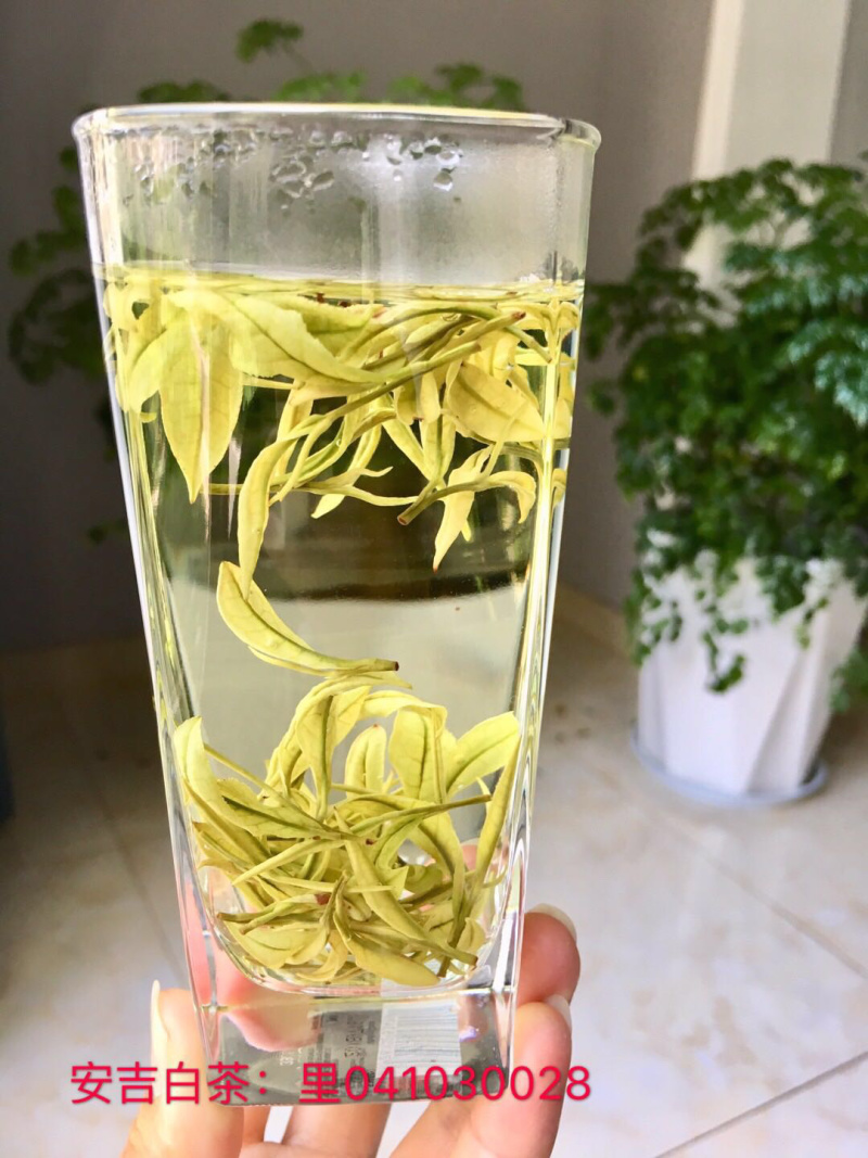 浙江安吉白茶原产地茶农直销兰花香型雨前口粮茶大量现货批发