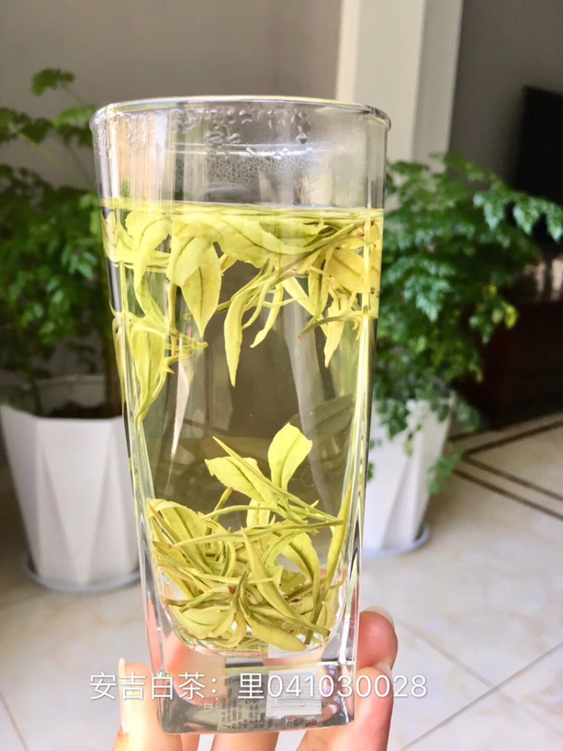 浙江安吉白茶原产地茶农直销兰花香型雨前口粮茶大量现货批发