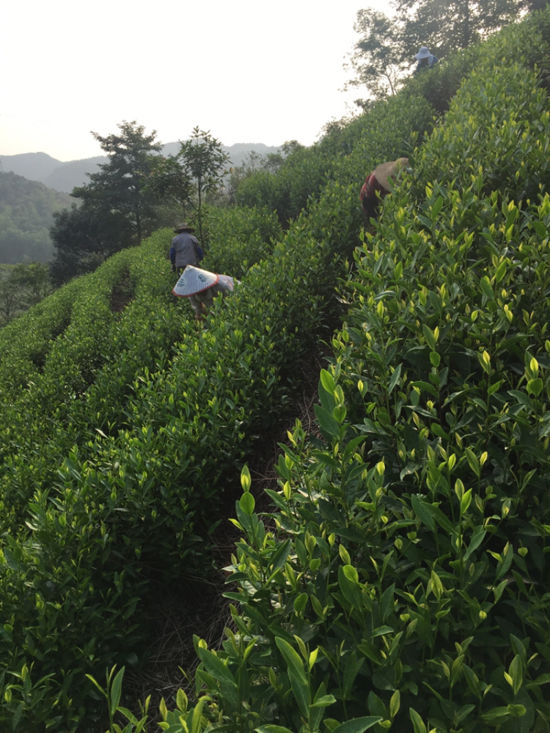 浙江安吉白茶原产地茶农直销兰花香型雨前口粮茶大量现货批发