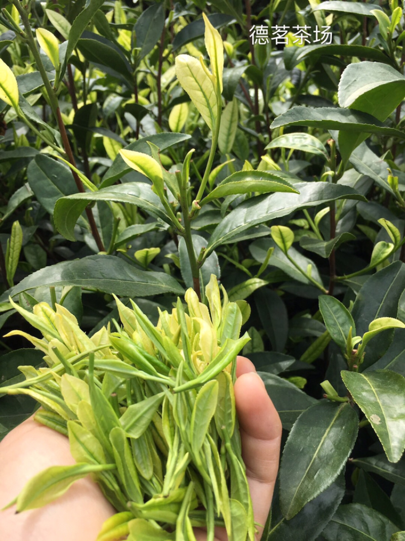 浙江安吉白茶原产地茶农直销兰花香型雨前口粮茶大量现货批发