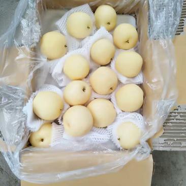 赵县皇冠梨，超市货，梨甜，早期果保证质量。