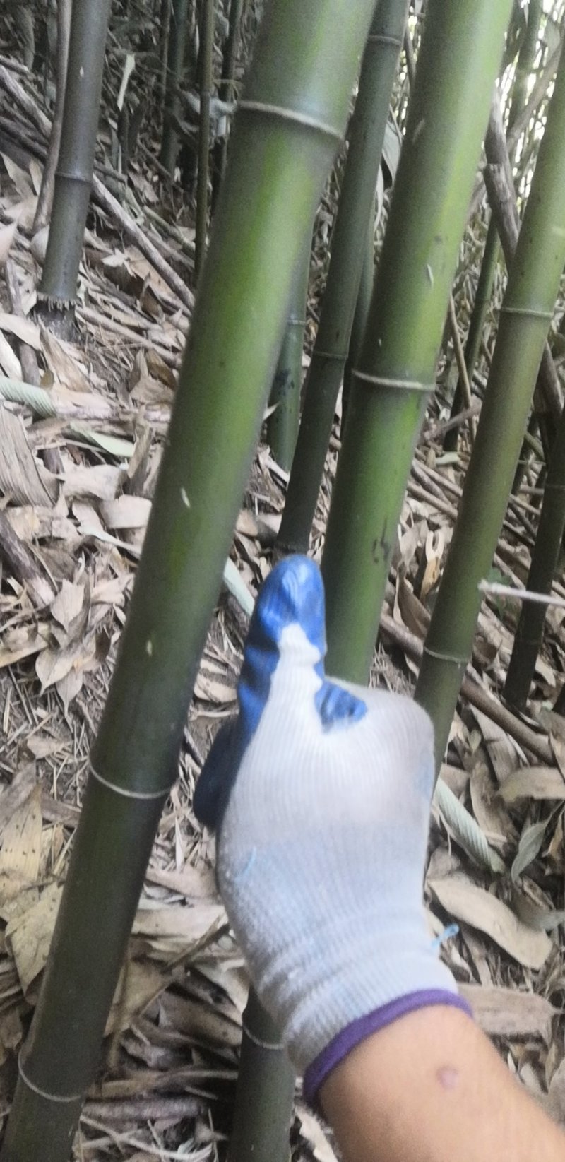 苦竹