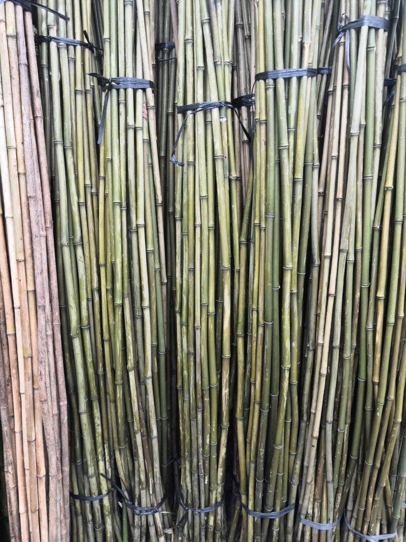 苦竹