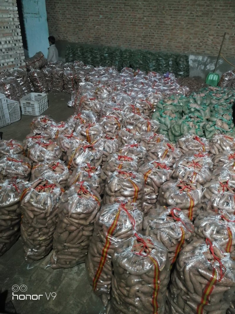 龙薯九，1-3两小红薯，手拣精品大量批发