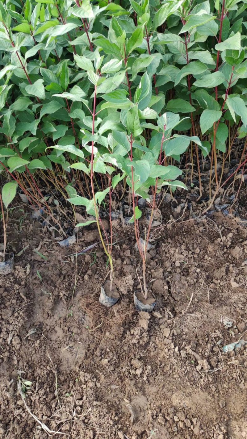 红瑞木，基地直销，红润木，常年销售各种绿化苗木。