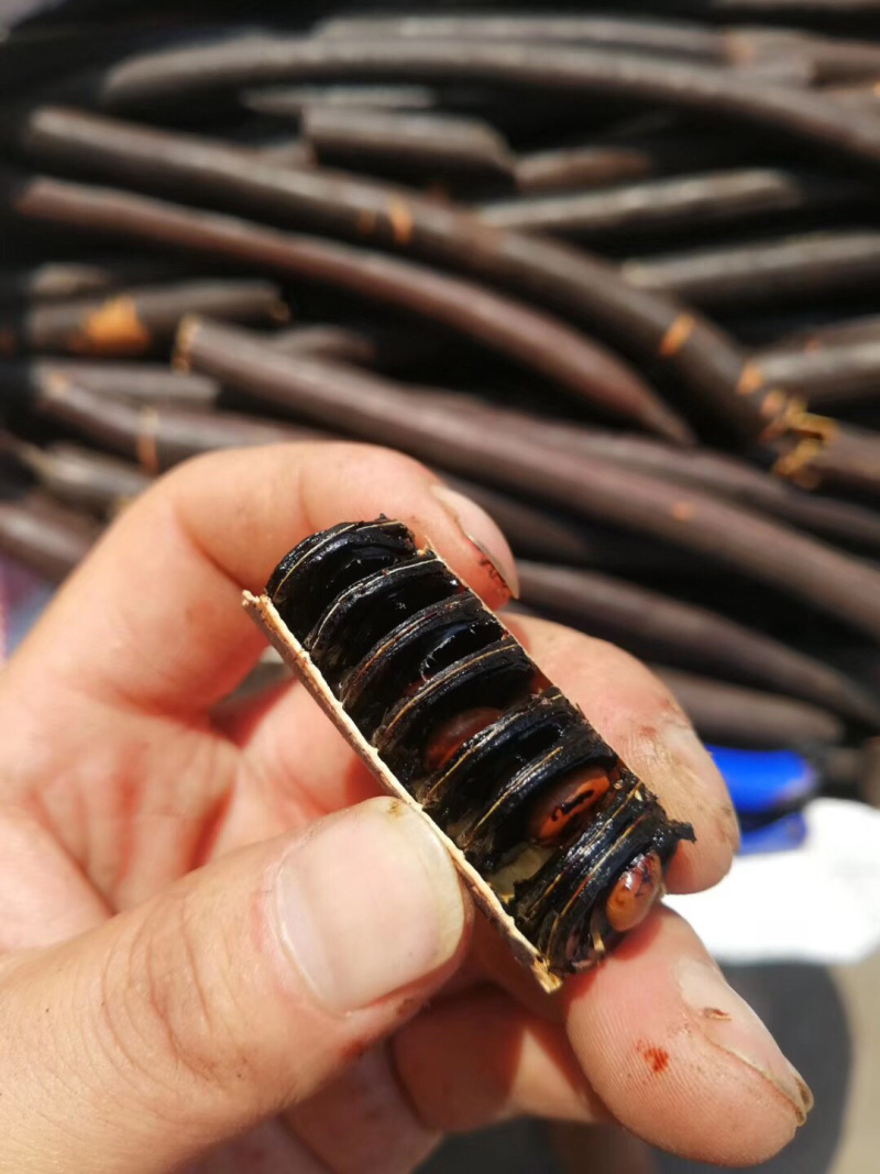 云南土特产便秘果大货批发、支持一件代发500g/装