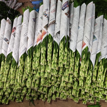 富贵竹基地直发观音竹莲花竹红竹招财竹金边竹青朱蕉水培盆栽