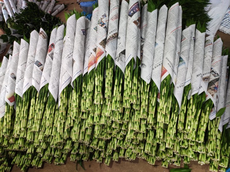 富贵竹基地直发观音竹莲花竹红竹招财竹金边竹青朱蕉水培盆栽