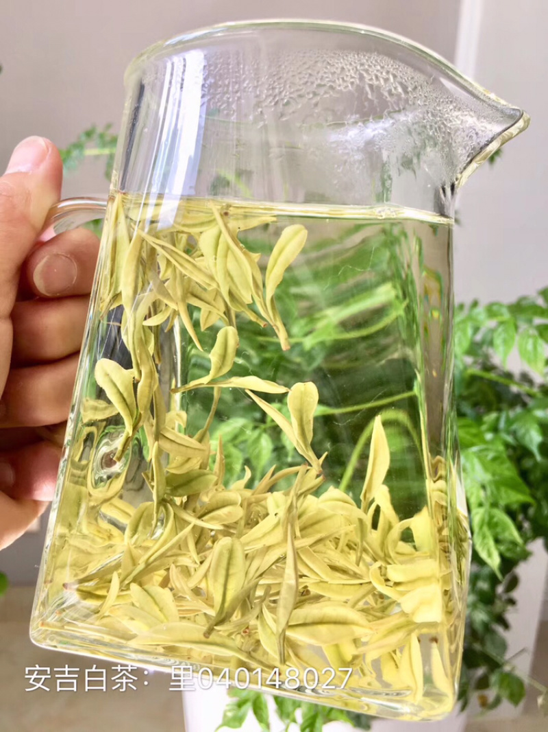25年新茶原产地安吉白茶明前一级冷库清仓联系