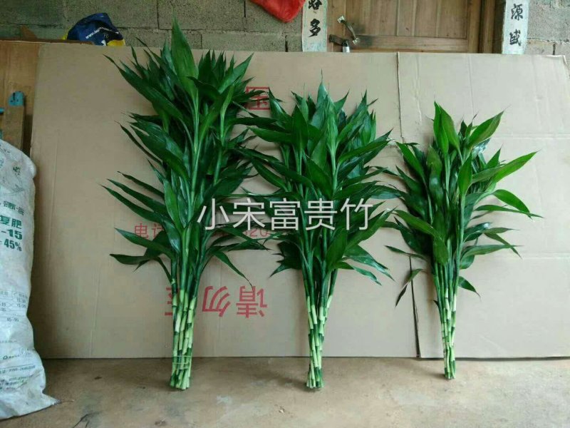 富贵竹基地直发观音竹莲花竹红竹招财竹金边竹青朱蕉水培盆栽