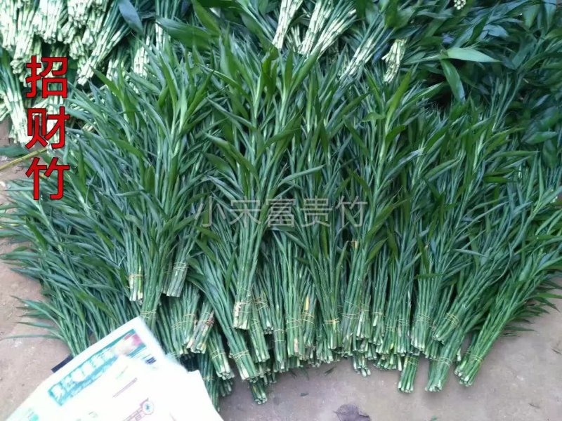 富贵竹基地直发观音竹莲花竹红竹招财竹金边竹青朱蕉水培盆栽